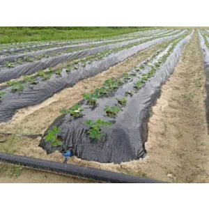 FOLIJA ČRNA LIRSA 1,2 m širine - 0,03mm,cena-rola 1500 tm,