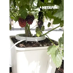 Namak- NETAFIM KAPLJALNI OBROČ ''NetBow'' 12cm / 2,0-8,0L/H- Cena na kom
