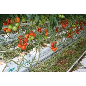 DUMONA GROWBAGS ZA JAGODE 23L- 8 lukenj -  fi 5 cm, dolžina 1 m