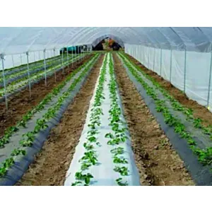 VETISA FOLIJA LIRSA ČRNA 1,2 m širine - 0,03 mm, paket 50 TM