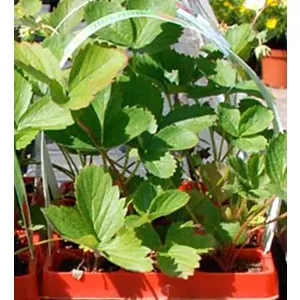 BACHMANN 890.00.63011.51- NOSILNI TRAKOVI 50cm (1000/karton)x13/p