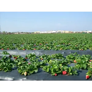 FOLIJA ČRNA LIRSA 1,4 m širine - 0,03mm,cena-rola 1500 tm,