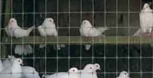 Tenax - Cintoflex, aviary