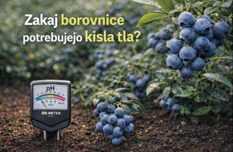 Borovnice in kisla tla – kako zagotoviti zdravo rast in bogat pridelek